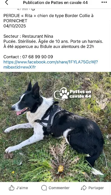 chienne lost   44380 Pornichet Rita