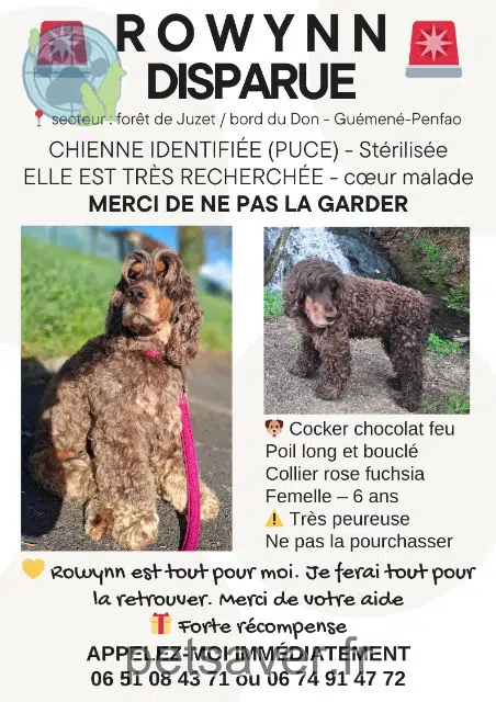 cadela perdida 44290 Guémené-Penfao Rowynn cadela lost 44290 Guémené-Penfao Rowynn