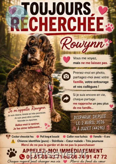 Hündin vermisst 44290 Guémené-Penfao Rowynn Hündin lost 44290 Guémené-Penfao Rowynn
