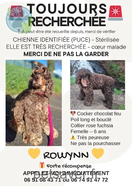 cadela perdida 44290 Guémené-Penfao Rowynn cadela lost 44290 Guémené-Penfao Rowynn
