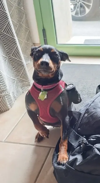 chienne lost   44330 Vallet Roxi