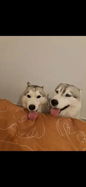 chienne lost   44600 Saint-Nazaire Stella et Mulan