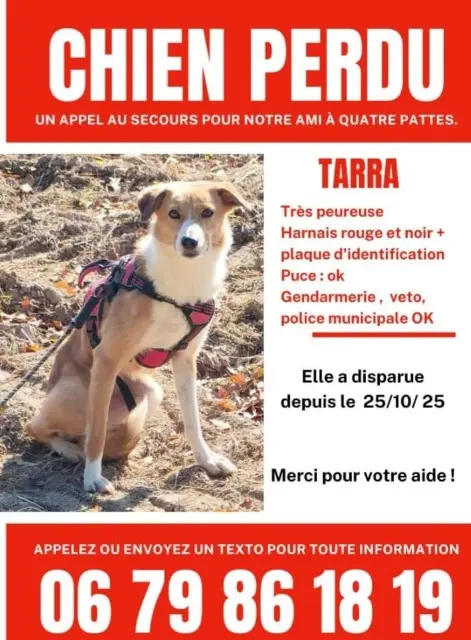 chienne lost   44130 Le Gâvre Tarra