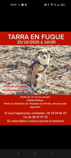 chienne lost   44530 Drefféac Tarra
