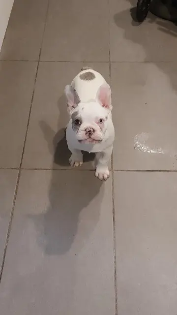 chienne lost   44400 Rezé VANILLE