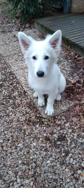 chienne lost   45220 Chuelles Ambre