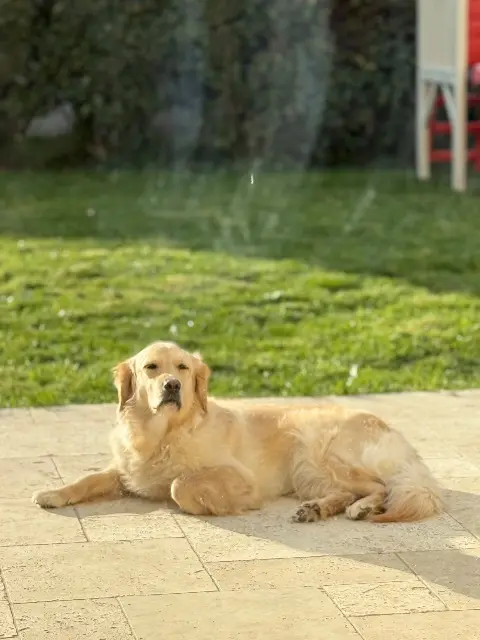 chienne lost   45230 Montbouy Bella