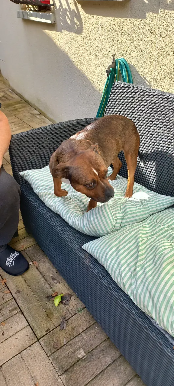 Chienne Perdue 45 Loiret - Love Chienne Perdue 45 Loiret - Love