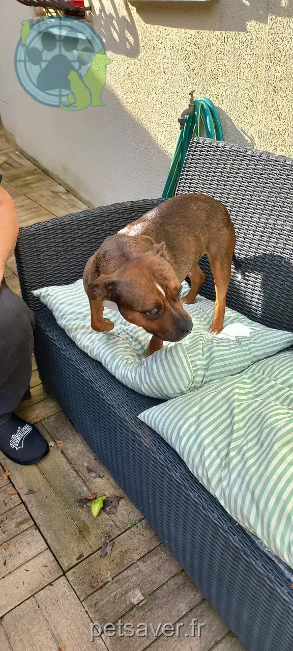 Chienne Perdue 45 Loiret - Love Chienne Perdue 45 Loiret - Love