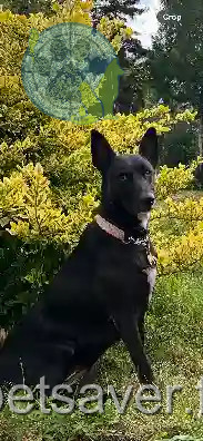 Chienne Perdue 45 Loiret - Marley Chienne Perdue 45 Loiret - Marley