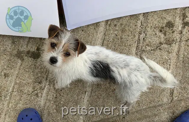 cagna lost 45750 Saint-Pryvé-Saint-Mesmin Maylie