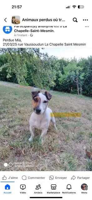 chienne lost   45380 La Chapelle-Saint-Mesmin Mya