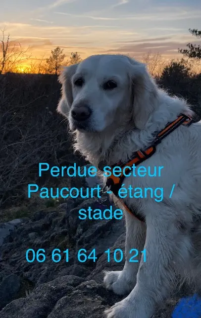 chienne lost   45200 Paucourt Nana