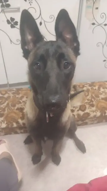 chienne lost    Orléans Vivy