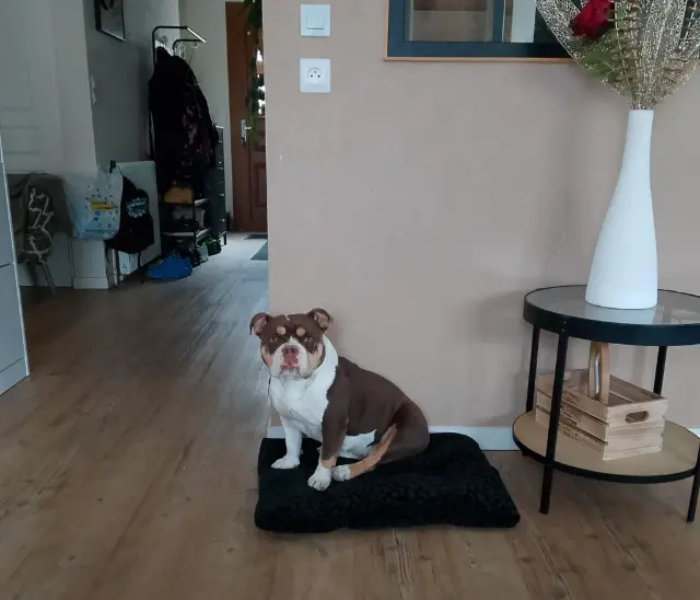 chienne lost   45140 Ingré Piwie