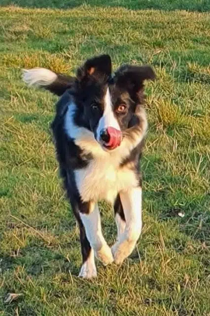 chienne lost   45210 Ferrières-en-Gâtinais Sahya