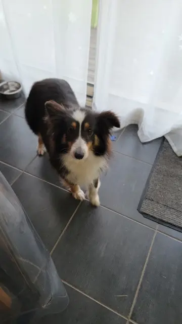 chienne lost   45210 Ferrières-en-Gâtinais Sam