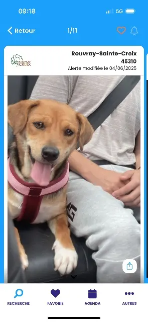chienne lost   45310 Rouvray-Sainte-Croix Scylla