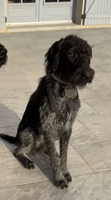 chienne lost   45600 Viglain Tyna