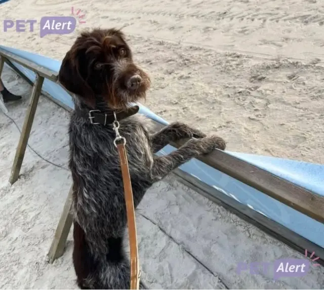chienne lost   45170 Saint-Lyé-la-Forêt Unter