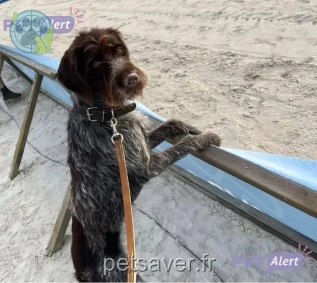 dog lost 45170 Saint-Lyé-la-Forêt Unter dog lost 45170 Saint-Lyé-la-Forêt Unter