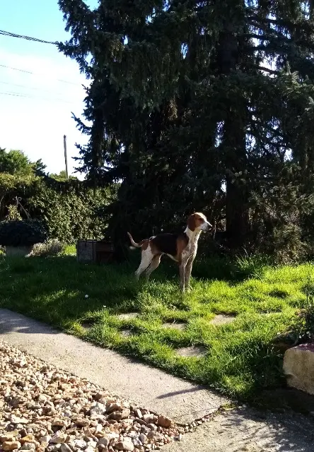 chienne lost   45450 Fay-aux-Loges Vanille