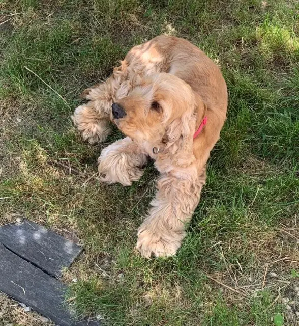 chienne lost   45530 Sury-aux-Bois Wilo