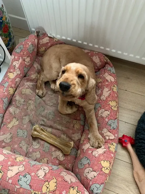 chienne lost   45530 Sury-aux-Bois WILO