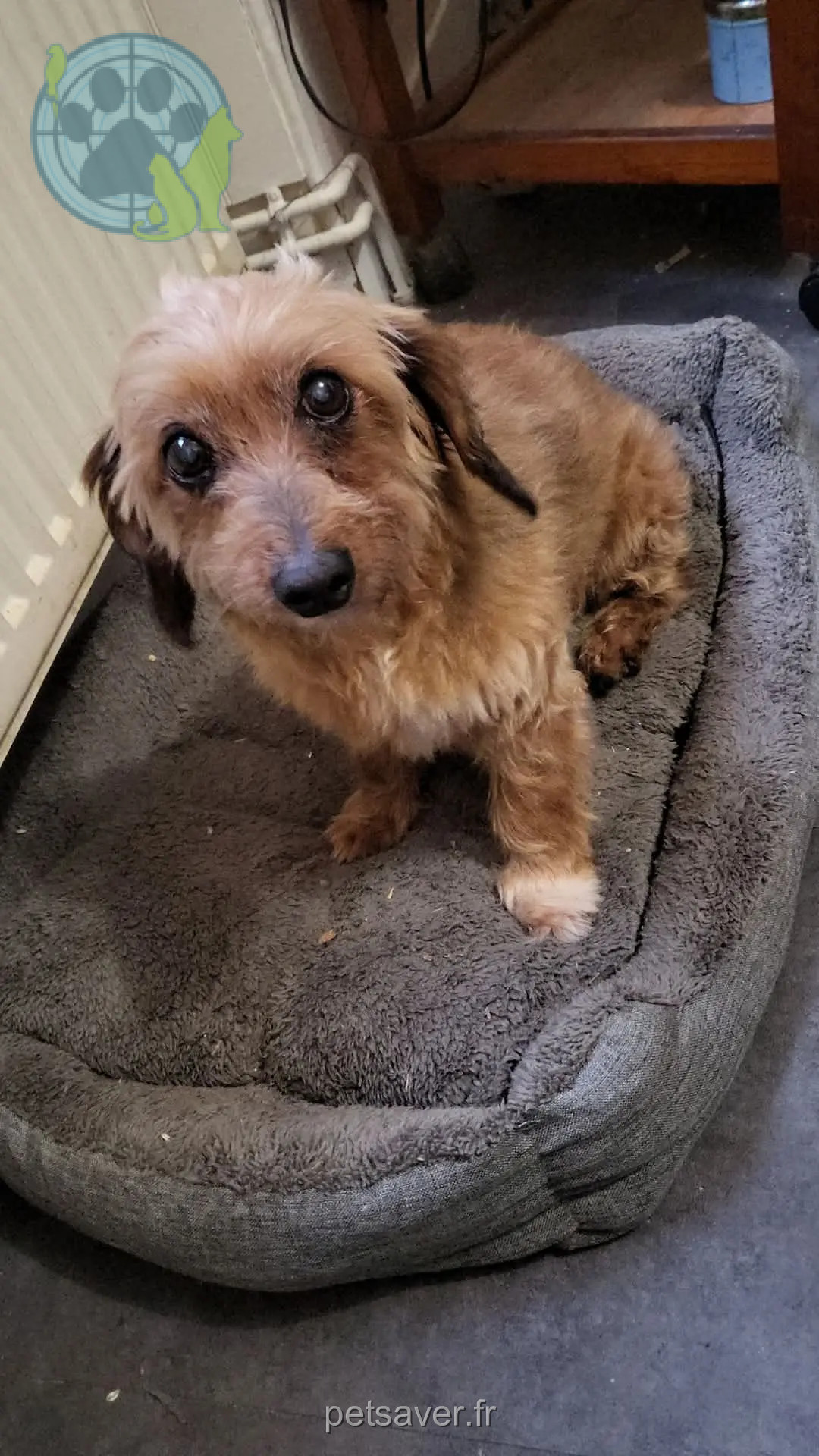 cagna persa Avenue de Blois 45190 Beaugency Élisia cagna lost Avenue de Blois 45190 Beaugency Élisia