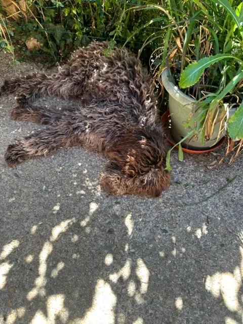 chienne lost   46100 Figeac Amber