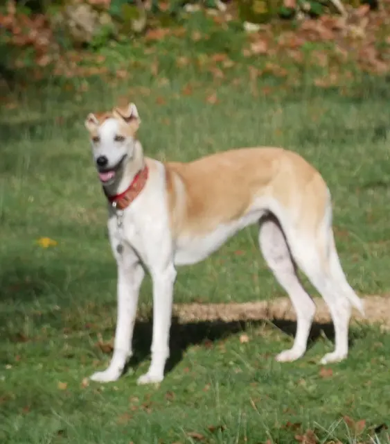 chienne lost   46100 Figeac Bala