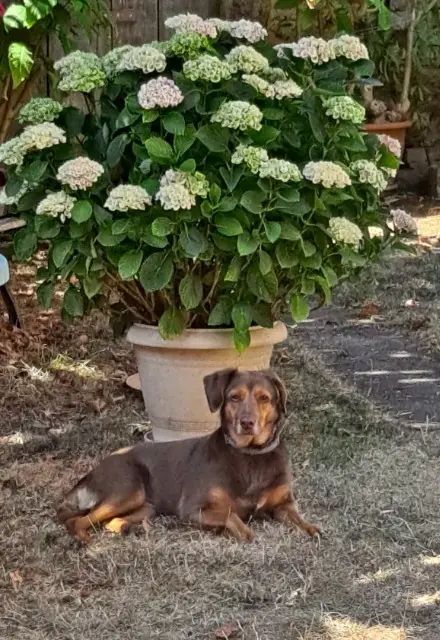 chienne lost   46600 Cressensac-Sarrazac Daysie