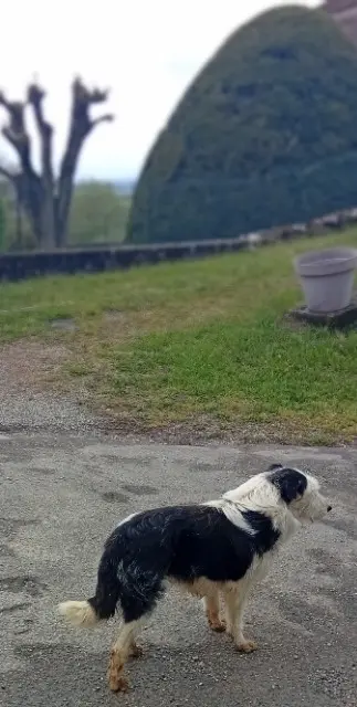 chienne lost   46130 Belmont-Bretenoux Ina