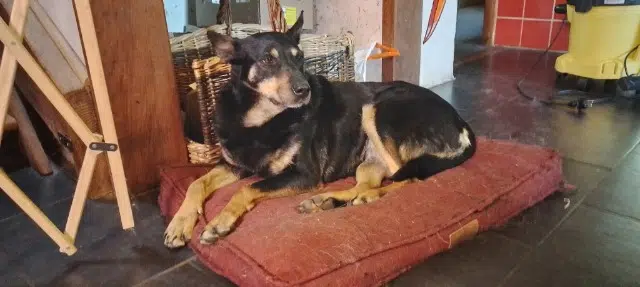 chienne lost   46150 Thédirac Just