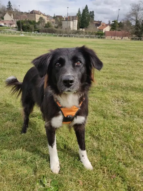 chienne lost   46250 Montcléra Kalou