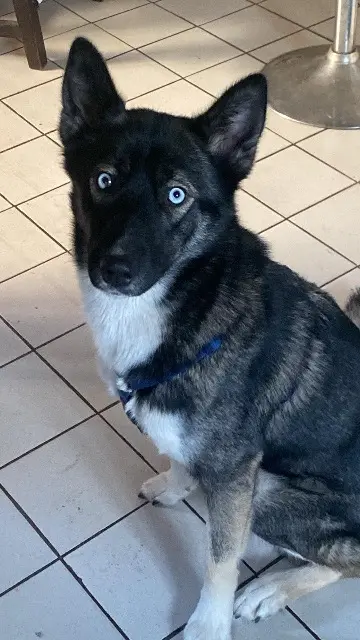 chienne lost   46300 Ginouillac Nala
