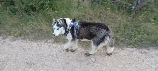 chienne lost   46000 Cahors Naïka