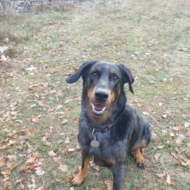 Hündin vermisst 46330 Sauliac-sur-Célé Onyx Hündin lost 46330 Sauliac-sur-Célé Onyx