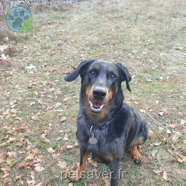 cagna persa 46330 Sauliac-sur-Célé Onyx cagna lost 46330 Sauliac-sur-Célé Onyx
