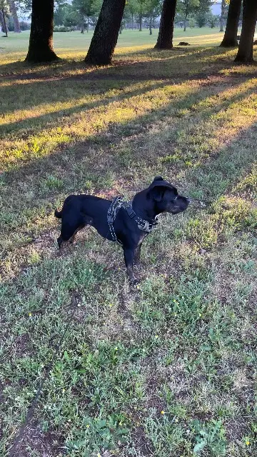 chienne lost   46300 Rouffilhac Rubis
