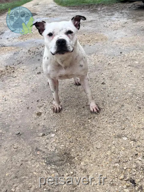 chienne lost   46700 Puy-l'Évêque Veni