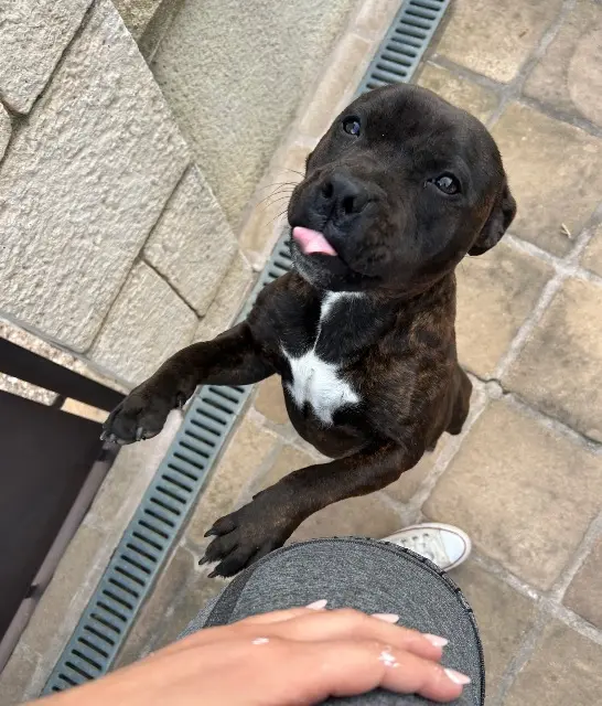 chienne lost   47370 Saint-Georges Bia