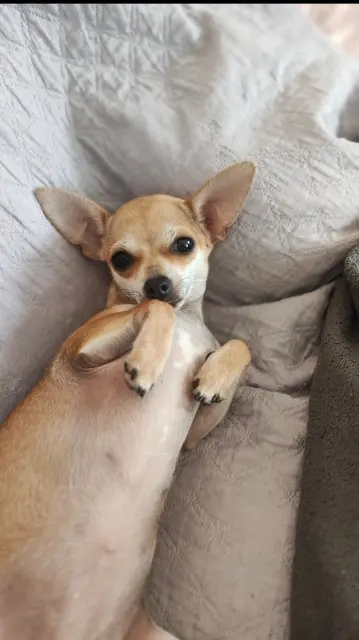 chienne lost   47270 Puymirol Bouclette