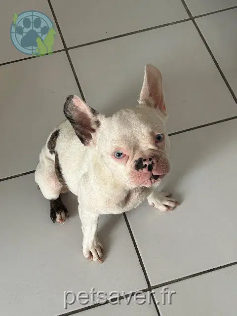 cadela lost   47400 Lagruère Coco