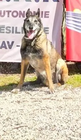 Chienne Perdue 47 Lot-et-Garonne - Gitane Chienne Perdue 47 Lot-et-Garonne - Gitane