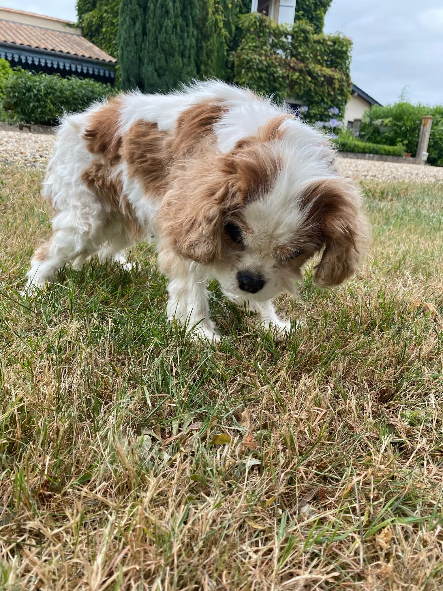 chienne lost   47200 Virazeil Happy