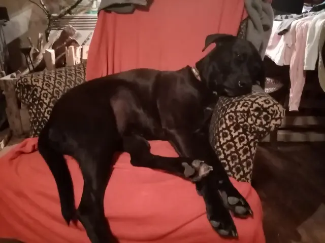 chienne lost   47260 Verteuil-d'Agenais Lolita