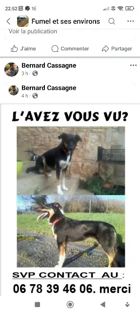chienne lost   47150 Gavaudun Moka