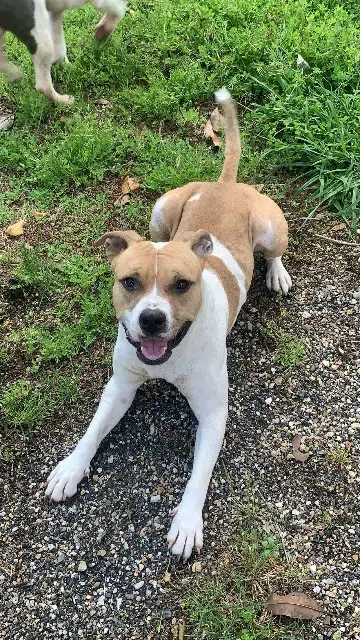 chienne lost   47160 Damazan Nala