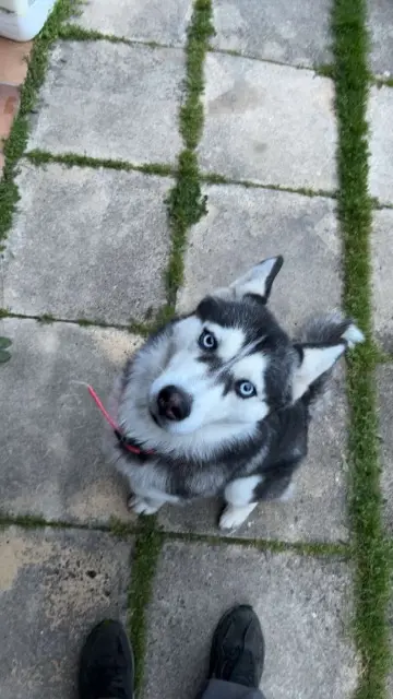 chienne lost   47200 Beaupuy Phoebe